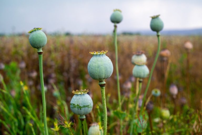 Afghan Opium Production at Lowest Level in Decades Following Taliban Ban